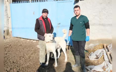 ÇOBAN VE BEKÇİ KÖPEKLERİ İÇİN ÇALIŞMALAR DEVAM EDİYOR