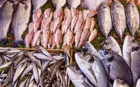 Araştırma Sonuçları Korkuttu: Deniz Canlılarının %99’unda Mikroplastik Bulundu!