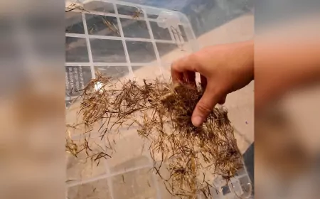 Kenevirden kâğıt üretimi ilgi çekiyor