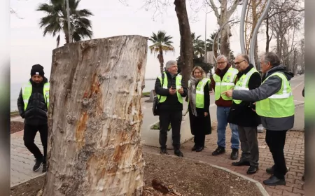 TARİHİ ANIT AĞAÇLAR KAPSAMLI BİR ŞEKİLDE İNCELENDİ