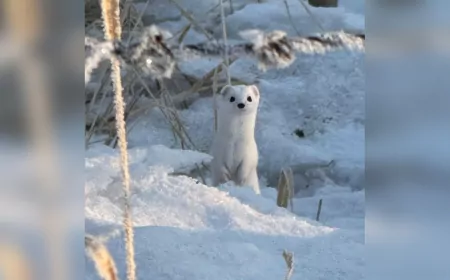 Hakkari’de Nadir Görülen Beyaz Gelincik Görüntülendi
