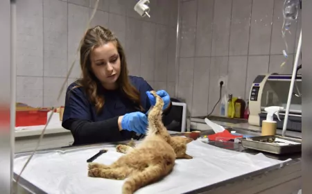 Onlarca Yaralı Kedi ve Köpek Tedavi Edilerek, Doğal Ortamlarına Bırakıldı