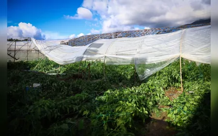 Büyükşehir Belediyesi Üreticinin Yanında: Demre’de Hasar Göreb Seralar Tespit Ediliyor
