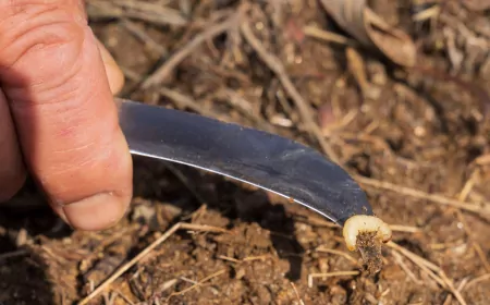 İzmir Büyükşehir Belediyesi, Küçük Menderes’te Kestane Kanseri ile Mücadelede Üreticilere Destek Sağlıyor