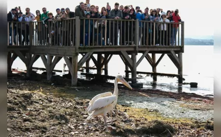 İzmit Körfezi Sulak Alanı'nda 2. Flamingo Gözlem Şenliği Düzenlendi