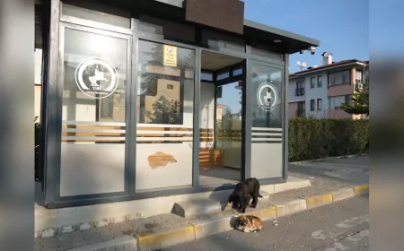 Düzce’de Vandallar İş Başında: Otobüs Durağına Zarar Verdiler