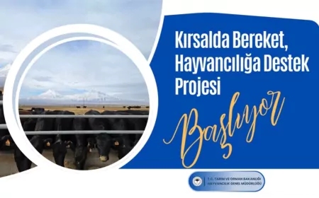 Kırsalda Bereket, Hayvancılığa Destek Projesi Başvuru Şartları Açıklandı
