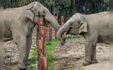 Türkiye’de Doğan İlk Fil “İzmir” 14 Yaşında!