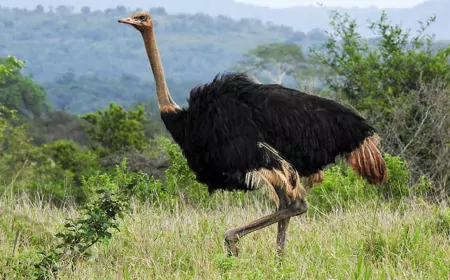 Türkiye’de Deve Kuşu Yetiştiriciliği Yasal Mı?