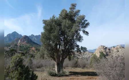 Eskişehir’de Zeytin Üreticilerine Yönelik Eğitim Başladı