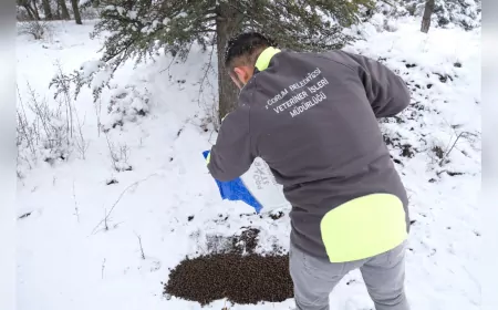 Çorum Belediyesi’nden Soğuk Kış Günlerinde Canlılara Destek