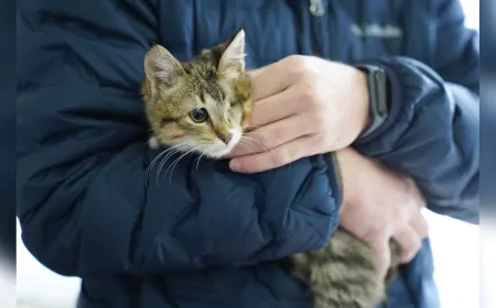 Tepebaşı Belediyesi 57 Patili Dostu Sıcak Yuvaya Kavuşturdu