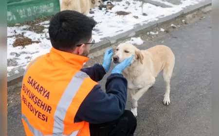 Büyükşehir, Sokak Hayvanlarını Soğuk Kış Günlerinde Yalnız Bırakmadı