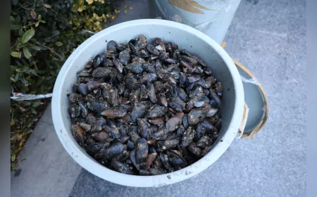 Antalya Otobüs Terminali’nde Sıkı Denetim: 300 Kilogram Midyeye El Kondu