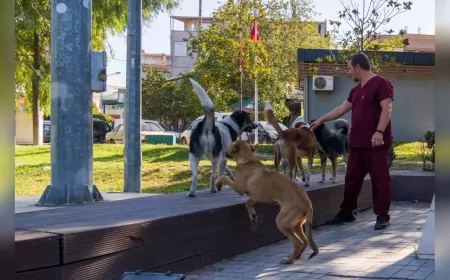 İzmir’de 11 İlçede Sahipsiz Hayvan Sayımı Tamamlandı