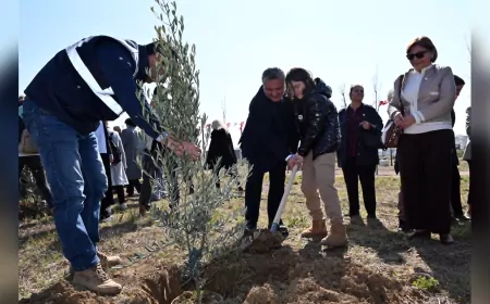 Yalova Belediyesi, Kadın Şiddetine Karşı Farkındalık İçin 100 Zeytin Fidanı Dikti