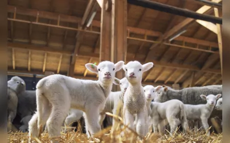 Eskişehir’e 113 Milyon TL Hayvancılık Desteği Verilecek