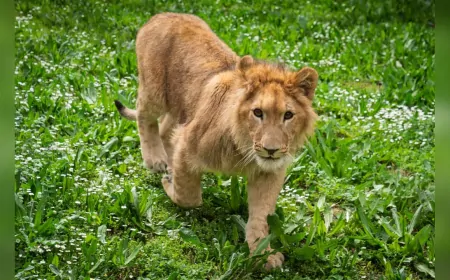 İzmir’de Kurtarılan Yavru Aslan Güvenli Bir Yuvaya Kavuştu