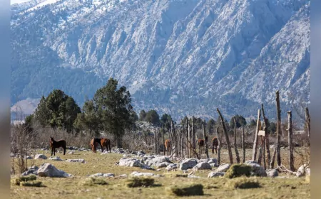 Büyükşehir Yılkı Atları İçin Doğaya Saman Bıraktı