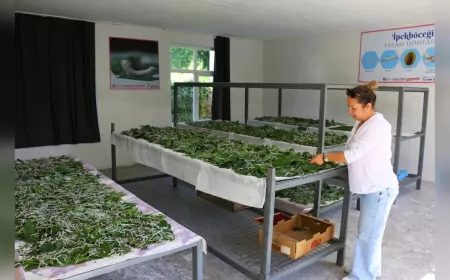 Büyükşehir’den Dut Fidanı Desteği