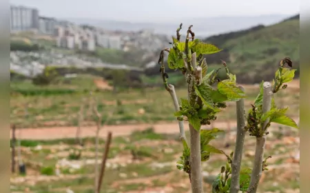 Yamanlar Yangınında Zarar Gören Ağaçlar Yeşermeye Başladı