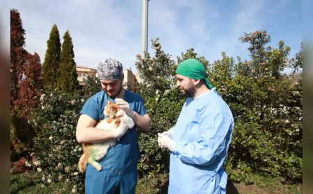 Kocaeli’de Yaralı Kedi “Şanslı” Patilik Kasabası’nda Sağlığına Kavuştu
