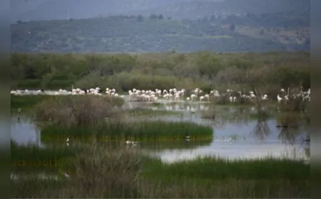 Selçuk Flamingolarının Büyüleyici Manzarasıyla Doğa Tutkunlarını Kendine Çekiyor