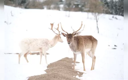 Çorum Belediyesi’nden Yaban Hayvanlarına Kış Mesaisi