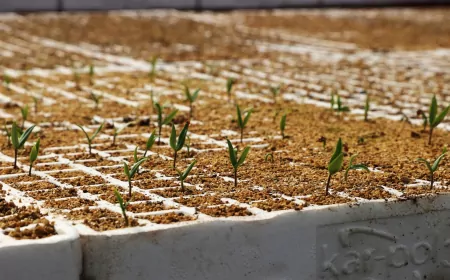 Beykoz’da Çiftçiye 1.5 Milyon Fide Desteği ve Alım Garantili Üretim Desteği