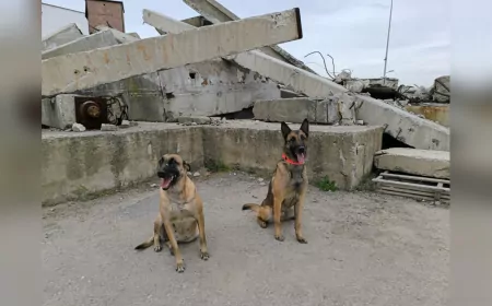 İzmir’in Arama Kurtarma Kahramanları: Asil, Bety ve Magie