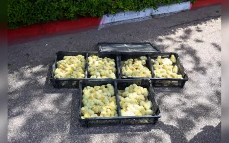 Antalya Terminalinde Usulsüz Taşınan 300 Civcive El Konuldu