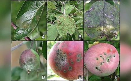 Tepebaşı Belediyesi’nden Üreticilere Hastalık Uyarısı: Elma Karaleke ve Ceviz Antraknoz Tehlikesi