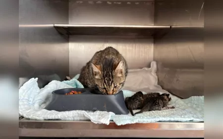 Büyükşehir’in Hızlı Müdahalesi Hamile Kediyi ve Yavrularını Kurtardı