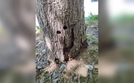 Kavacık’ta Hasta Ağaçlar Uzaklaştırılacak, 1 Yıl İçinde Yeniden Ağaçlandırılacak
