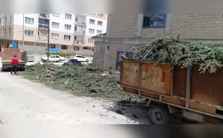 Alanönü’nde 12 Ağaç Kesildi, Mahalle Halkı Tepkili: “Bu Ağaçlar Bizim Hatıramızdı”