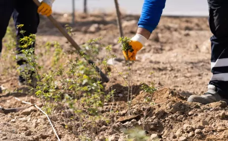 İzmir Büyükşehir’den Ağaçlandırma Seferberliği: Karayolu Kavşakları Yeşilleniyor
