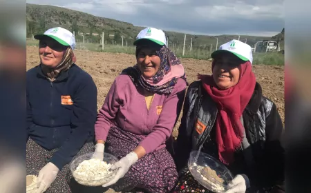 Kızılinler Köyü’nün Ata Tohumu Balkabağına Yoğun İlgi
