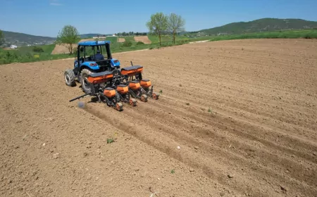 Kocaeli’nde Mısır Ekim Sezonu Başladı: Büyükşehir’den Yüzde 50 Hibeli Destek