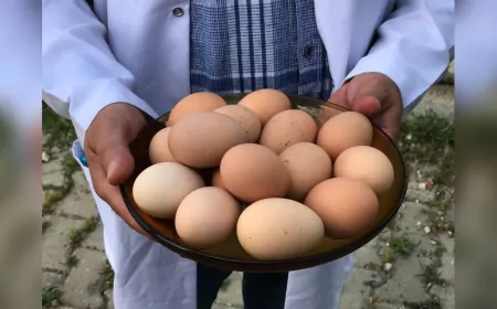 Büyükşehir’den Üreticiye Yüzde 50 Hibeli Yumurta Tavuğu Desteği