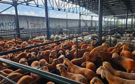 Eskişehir Kurban Bayramına Hazır: Denetimler Başladı, Uyarılar Yapıldı