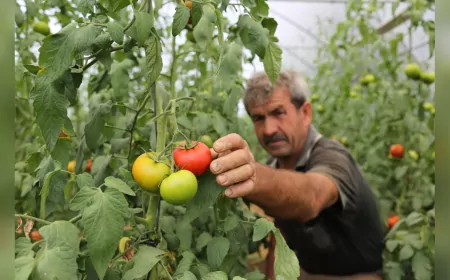 Kocaeli Büyükşehir’den Çiftçiye Yüzde 50 Hibeli Modern Sera Desteği