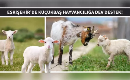 Eskişehir’de Küçükbaş Hayvancılığa 82 Milyon TL’lik Dev Destek