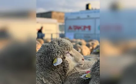 Kocaeli Büyükşehir'den Üreticiye Damızlık Koç Desteği