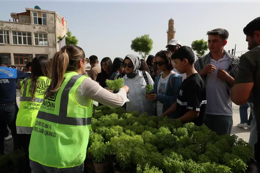 Mardin’de 60 Bin Fesleğen Vatandaşlara ve Ziyaretçilere Dağıtıldı