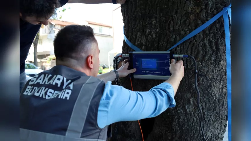 Sakarya’da Ağaçların “Röntgeni” Çekiliyor: Büyükşehir’den Doğaya Yüksek Teknolojiyle Şifa
