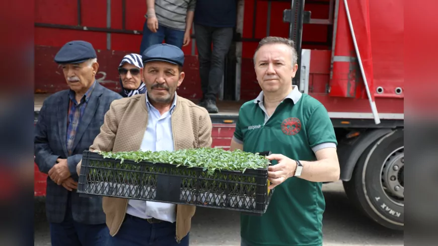 Eskişehirli Çiftçiye 246 Bin Domates Fidesi Desteği