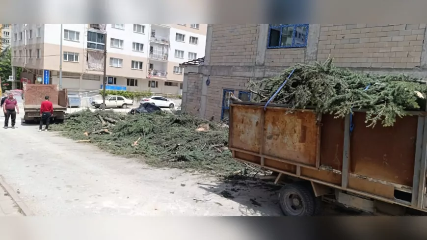 Alanönü’nde 12 Ağaç Kesildi, Mahalle Halkı Tepkili: “Bu Ağaçlar Bizim Hatıramızdı”
