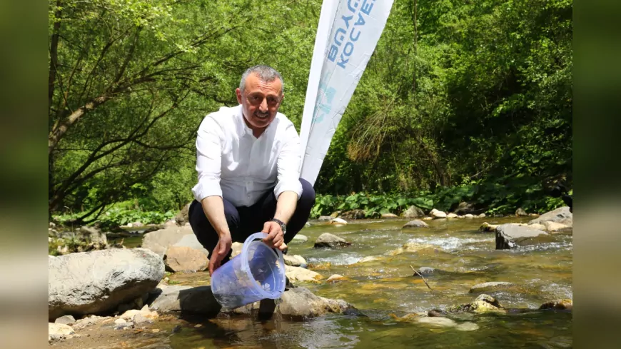 Kocaeli’de Doğaya 16 Bin Alabalık: Kirazdere’de Balıklandırma Devam Ediyor
