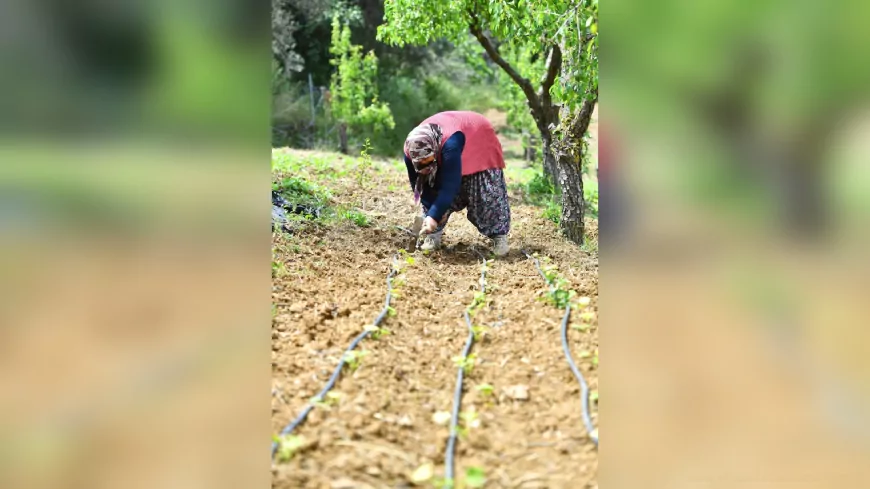 İzmir’de Organik Tarımın 15 Yıllık Başarı Öyküsü: “Ekopazar İzmir”
