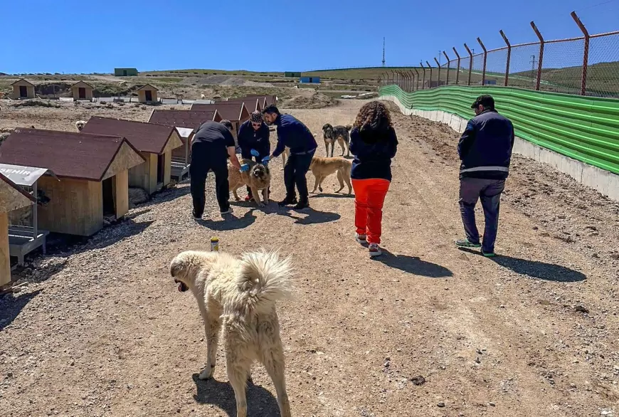 Van Büyükşehir Belediyesinden Sokak Hayvanlarına Rutin Sağlık Taraması